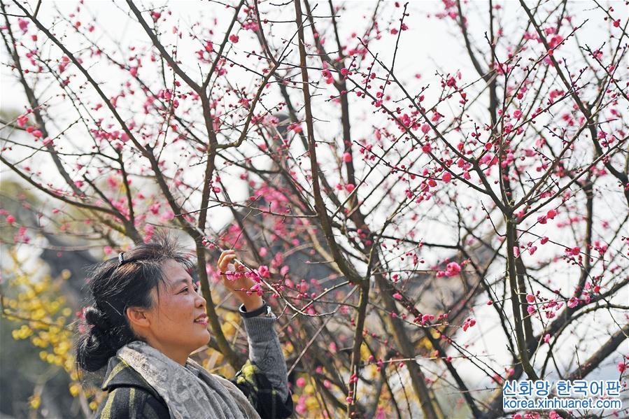 （春季美丽生态）（4）南昌：红梅吐蕊报春来