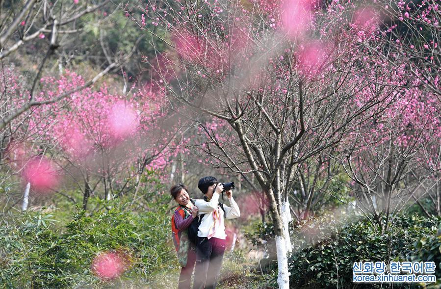（春季美丽生态）（5）南昌：红梅吐蕊报春来