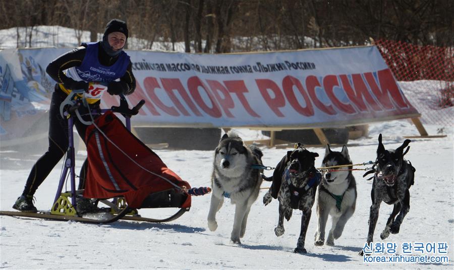 [2]（外代二线）俄罗斯滨海边疆区举行狗拉雪橇比赛