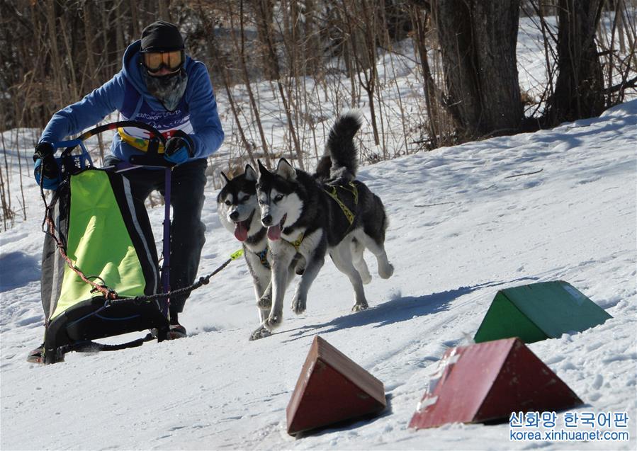 [3]（外代二线）俄罗斯滨海边疆区举行狗拉雪橇比赛