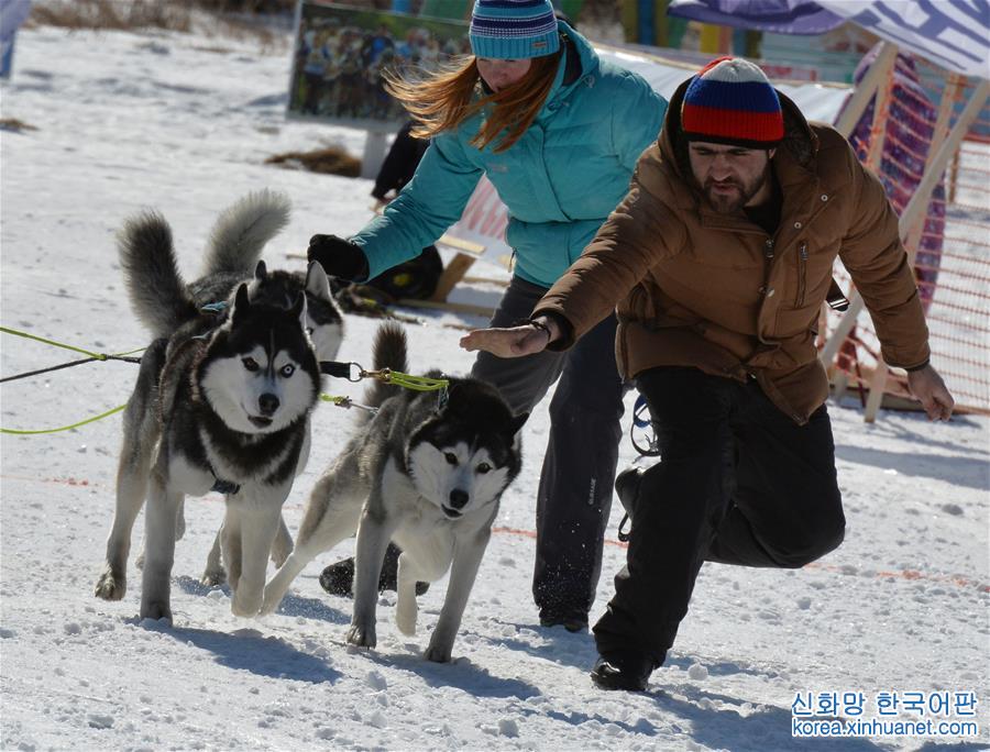 [11]（外代二线）俄罗斯滨海边疆区举行狗拉雪橇比赛