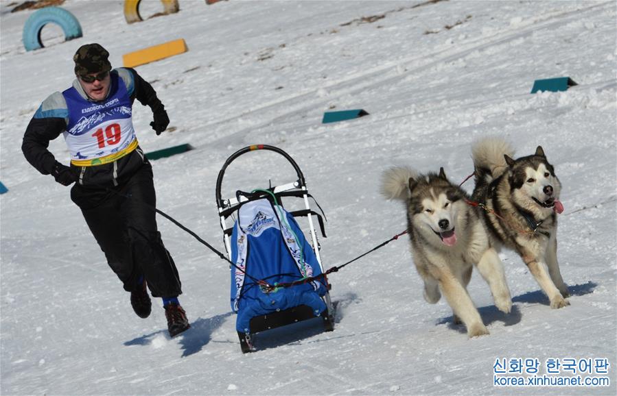 [13]（外代二线）俄罗斯滨海边疆区举行狗拉雪橇比赛