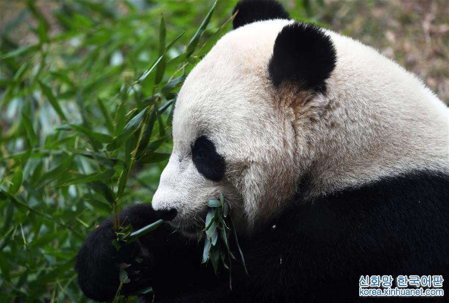 （國際）（1）大熊貓“寶寶”起程回國