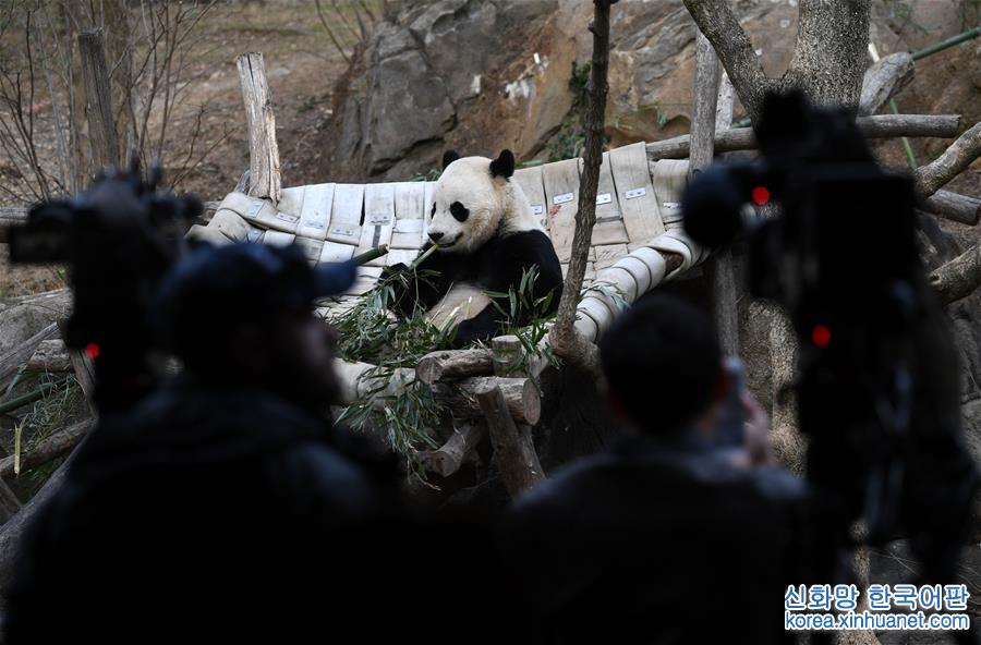 （國際）（7）大熊貓“寶寶”起程回國
