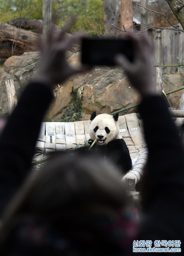 （国际）（10）大熊猫“宝宝”起程回国