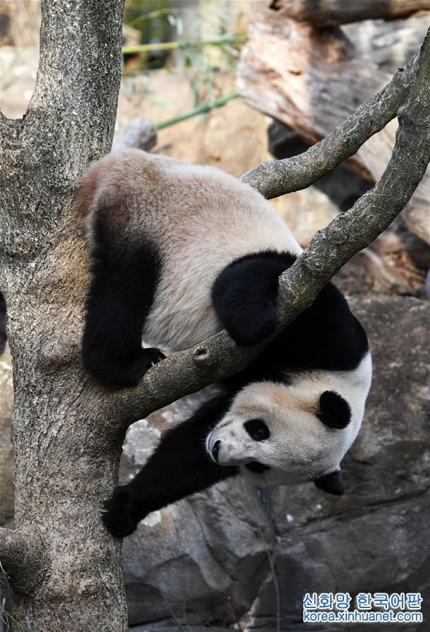 （国际）（5）大熊猫“宝宝”起程回国