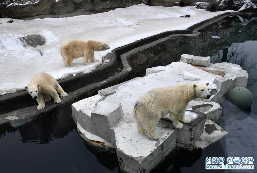 [5]（外代二線）北極熊百態拾趣