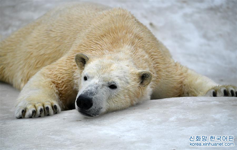 [30]（外代二线）北极熊百态拾趣