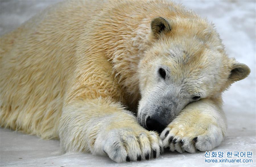 [26]（外代二線）北極熊百態拾趣
