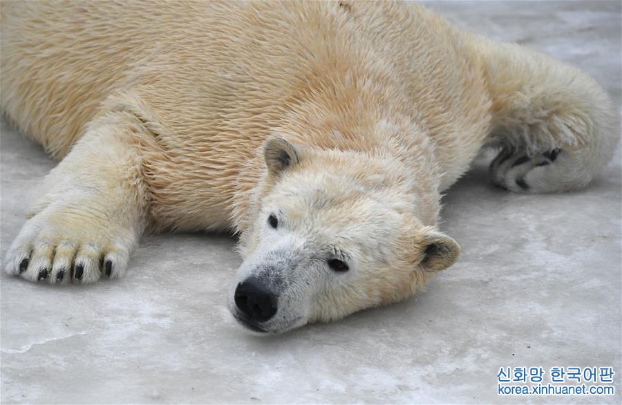 [29]（外代二線）北極熊百態拾趣