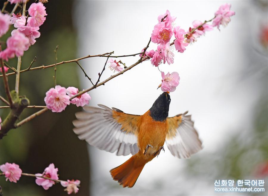 （春季美丽生态）（5）重庆进入赏花季