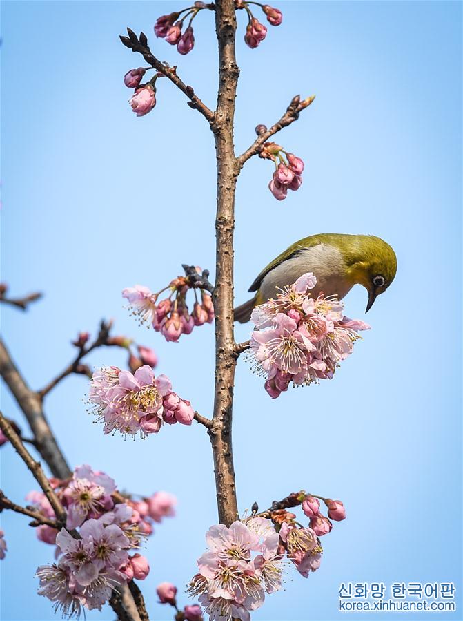 （環境）（4）春鳥鬧花枝