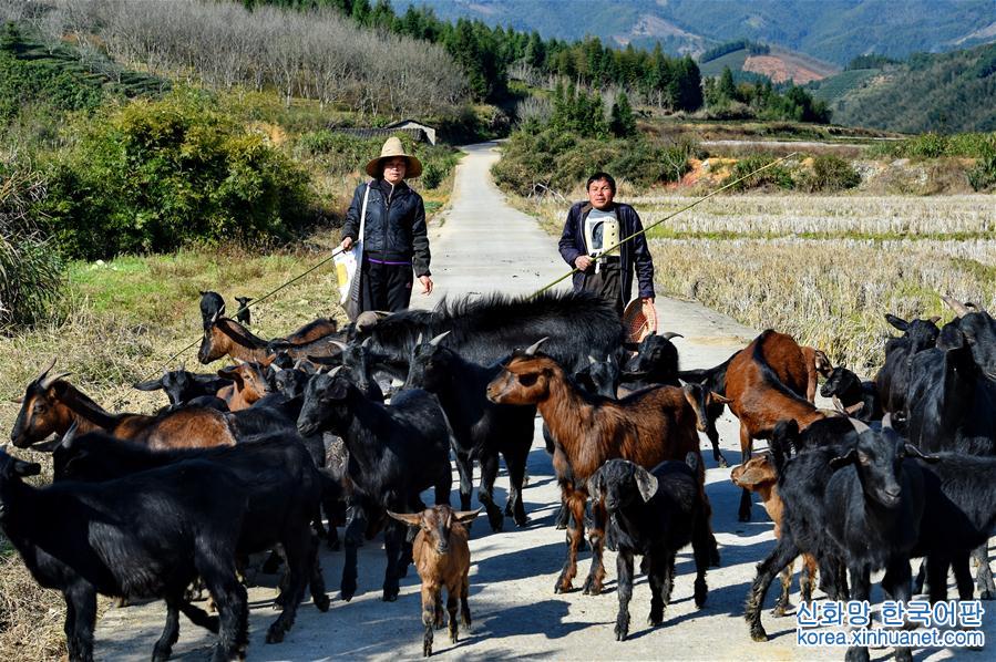 （脱贫攻坚·图片故事）（1）村民吕元鑫夫妇的养羊脱贫路