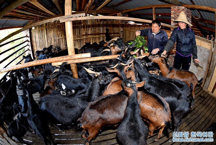 （脱贫攻坚·图片故事）（3）村民吕元鑫夫妇的养羊脱贫路