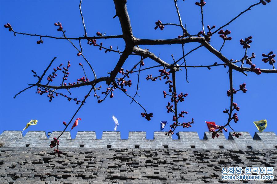 （环境）（2）北京：明城墙下梅花香