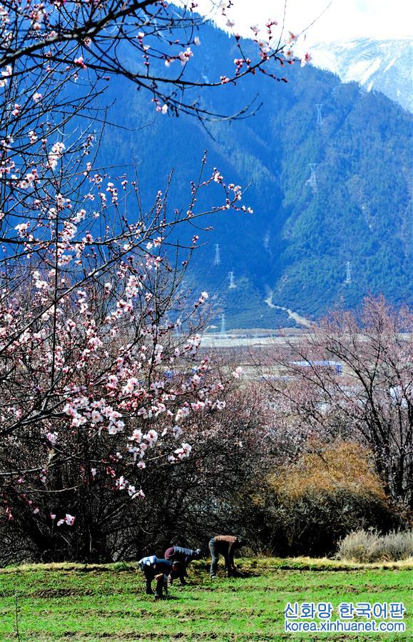 （环境）（4）西藏林芝：“桃花村”里春来早 
