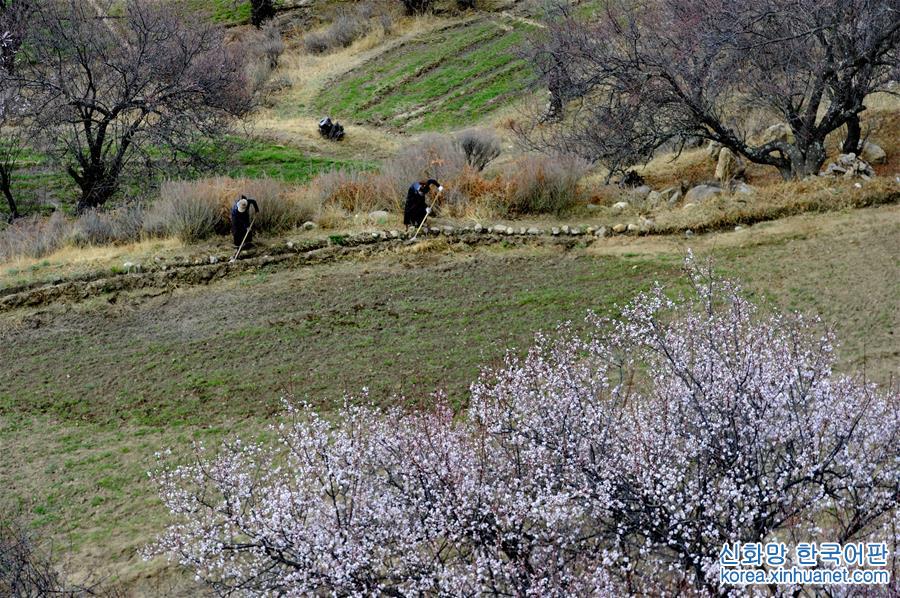 （環境）（6）西藏林芝：“桃花村”裏春來早 