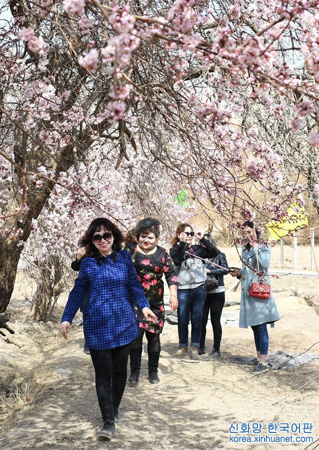 （环境）（2）新疆吐鲁番：杏花怒放春来早