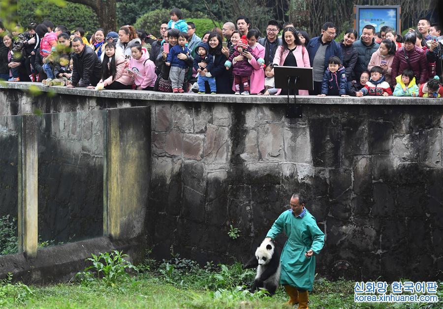 （社会）（2）重庆动物园三只大熊猫幼崽集体亮相