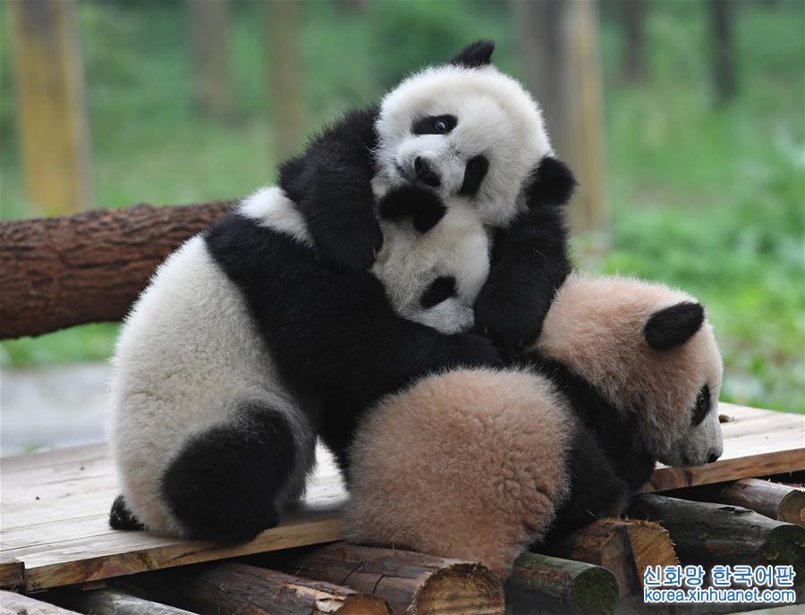 （社会）（4）重庆动物园三只大熊猫幼崽集体亮相