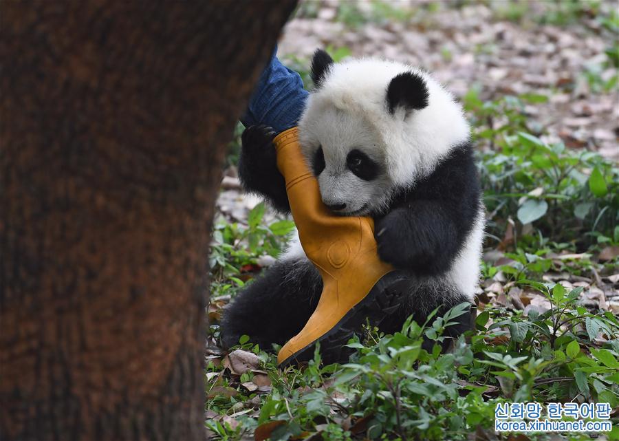 （社会）（5）重庆动物园三只大熊猫幼崽集体亮相