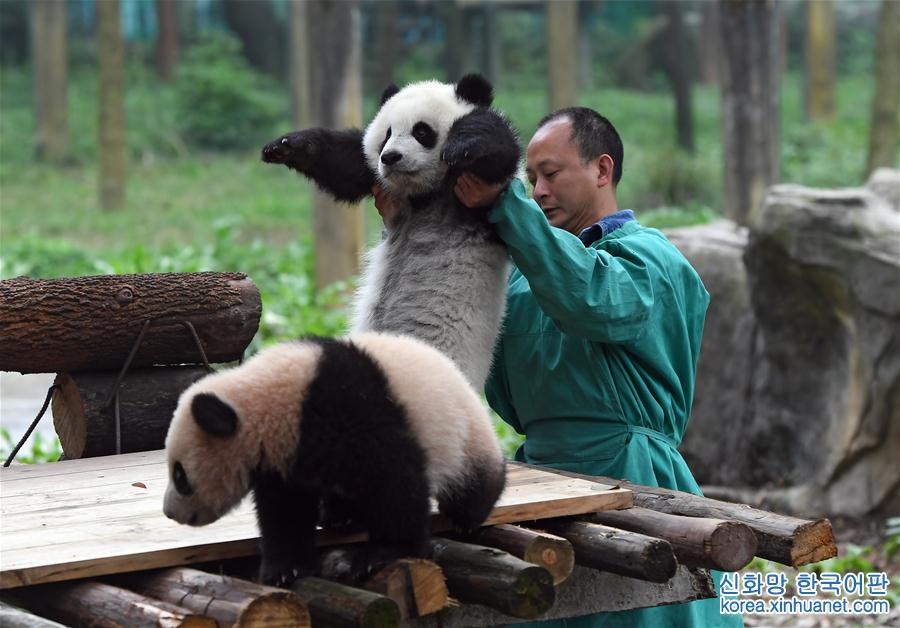 （社会）（6）重庆动物园三只大熊猫幼崽集体亮相