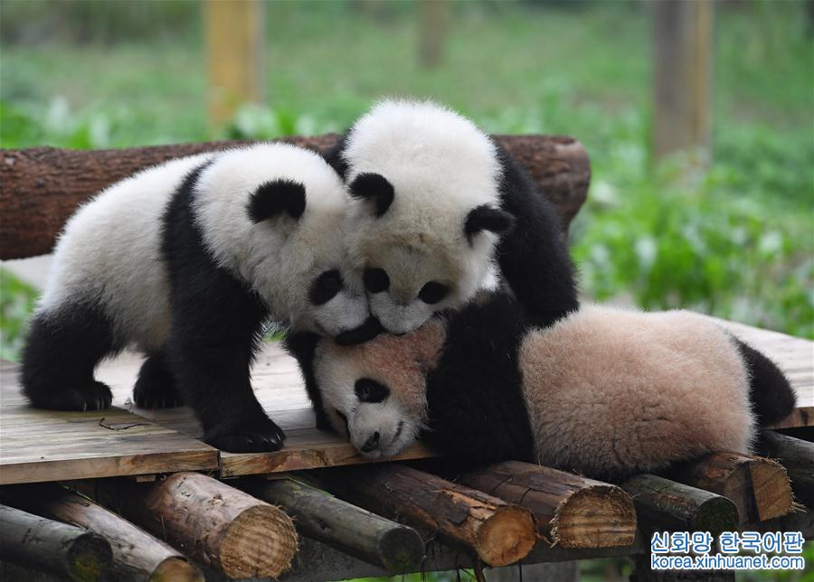 （社会）（7）重庆动物园三只大熊猫幼崽集体亮相