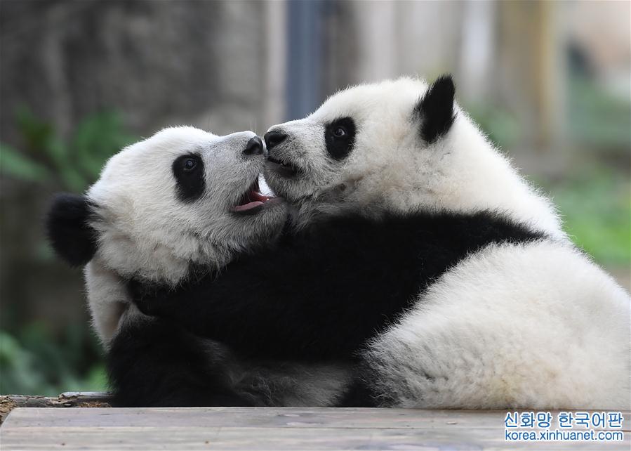 （社会）（8）重庆动物园三只大熊猫幼崽集体亮相