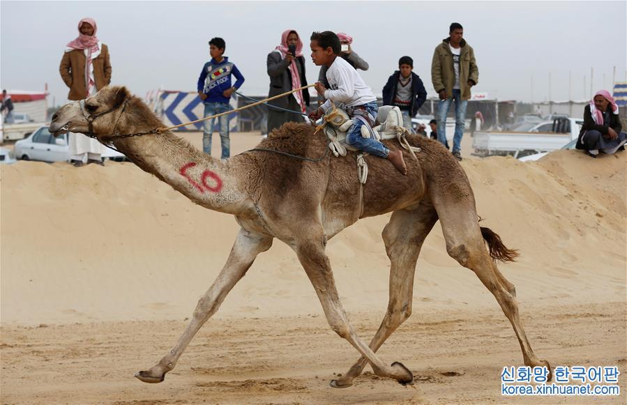 [1]（外代二线）埃及举办国际骆驼赛