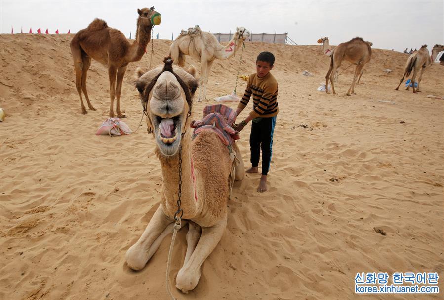 [3]（外代二线）埃及举办国际骆驼赛