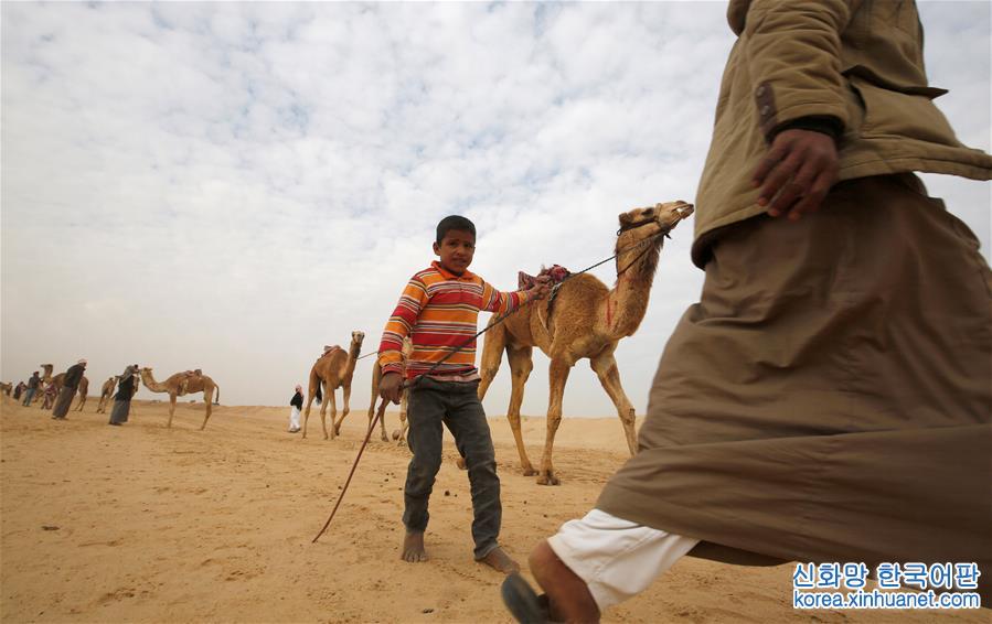 [8]（外代二线）埃及举办国际骆驼赛