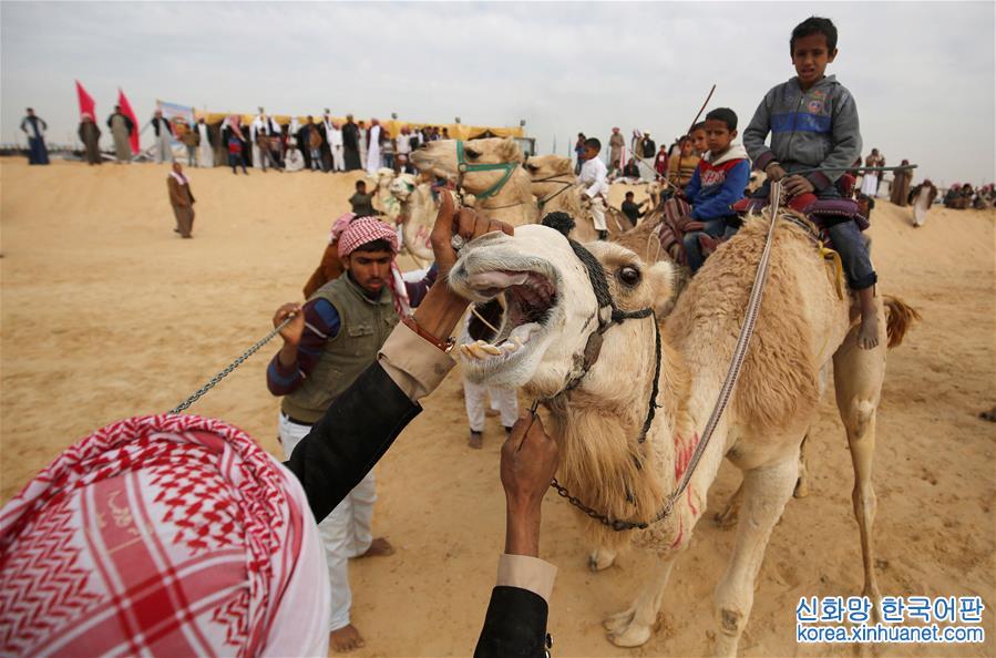 [6]（外代二线）埃及举办国际骆驼赛