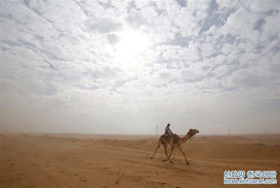 [11]（外代二线）埃及举办国际骆驼赛