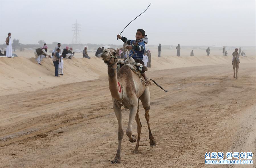 [10]（外代二线）埃及举办国际骆驼赛