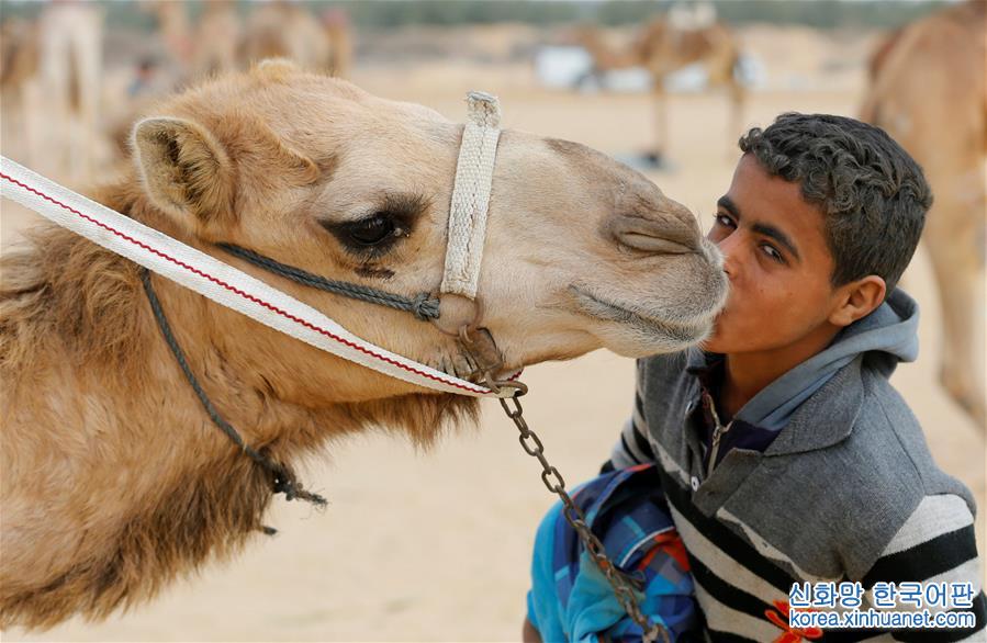 [5]（外代二线）埃及举办国际骆驼赛
