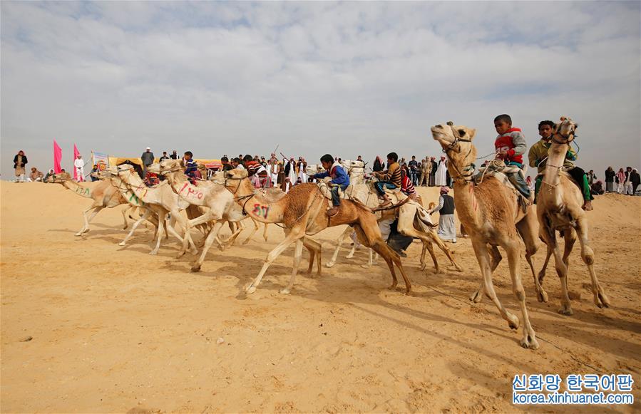 [14]（外代二线）埃及举办国际骆驼赛