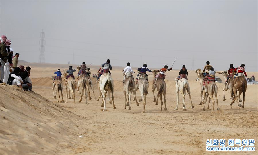 [7]（外代二线）埃及举办国际骆驼赛