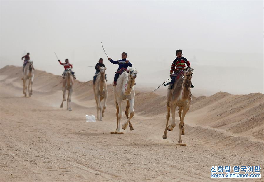 [9]（外代二线）埃及举办国际骆驼赛