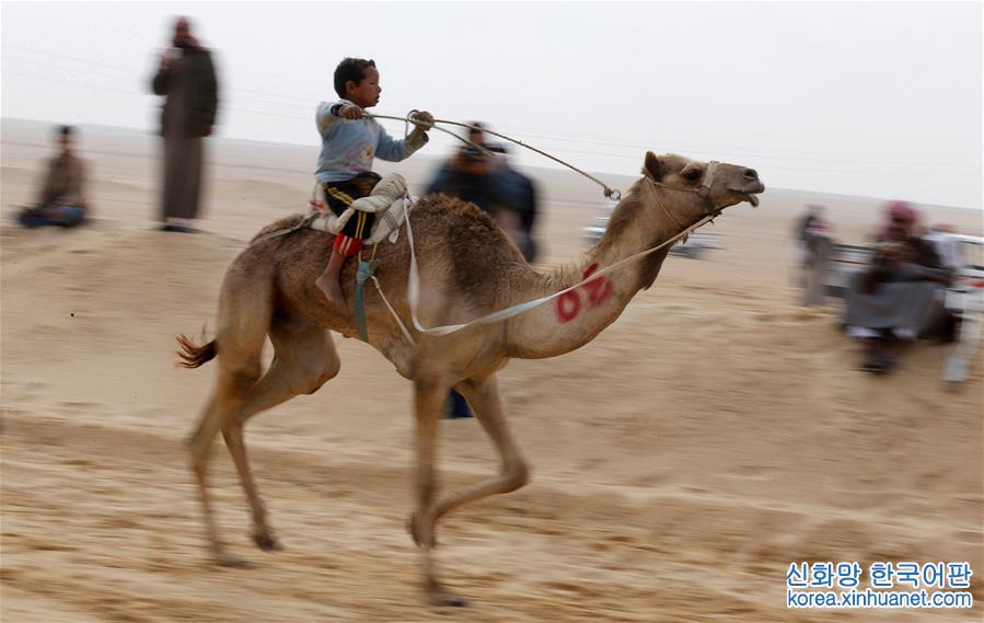 [13]（外代二线）埃及举办国际骆驼赛