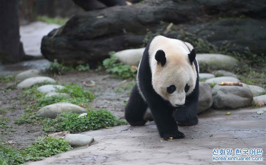 （社会）（8）旅美明星大熊猫“宝宝”结束隔离今日亮相