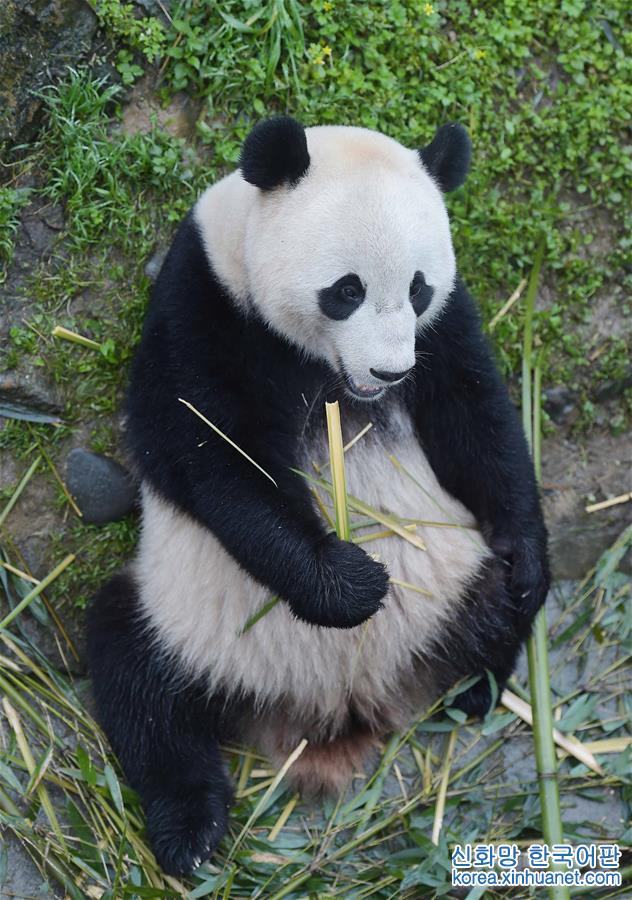 （社会）（11）旅美明星大熊猫“宝宝”结束隔离今日亮相