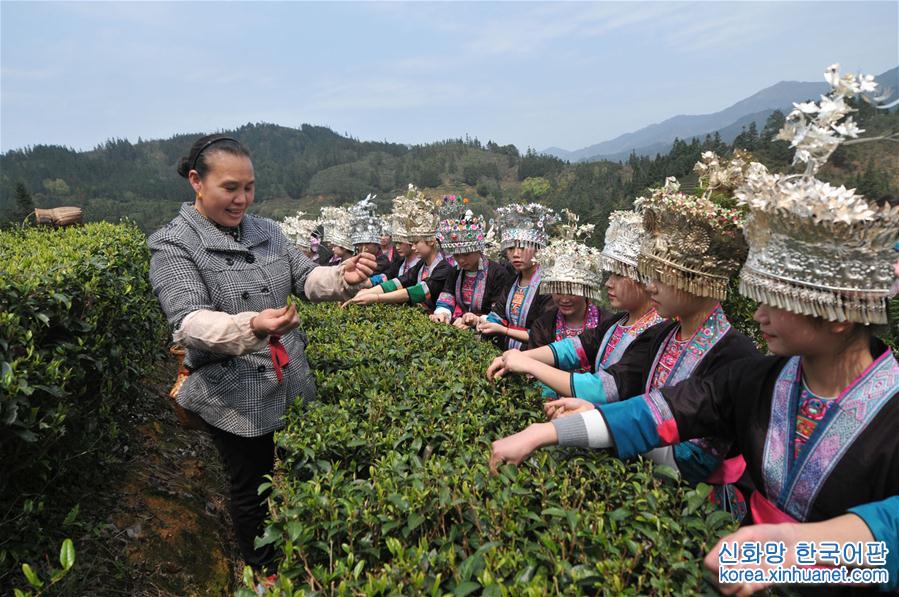 #（教育）（1）广西三江：茶乡开设“茶课堂”