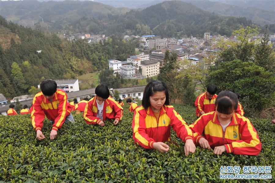 #（教育）（2）广西三江：茶乡开设“茶课堂”