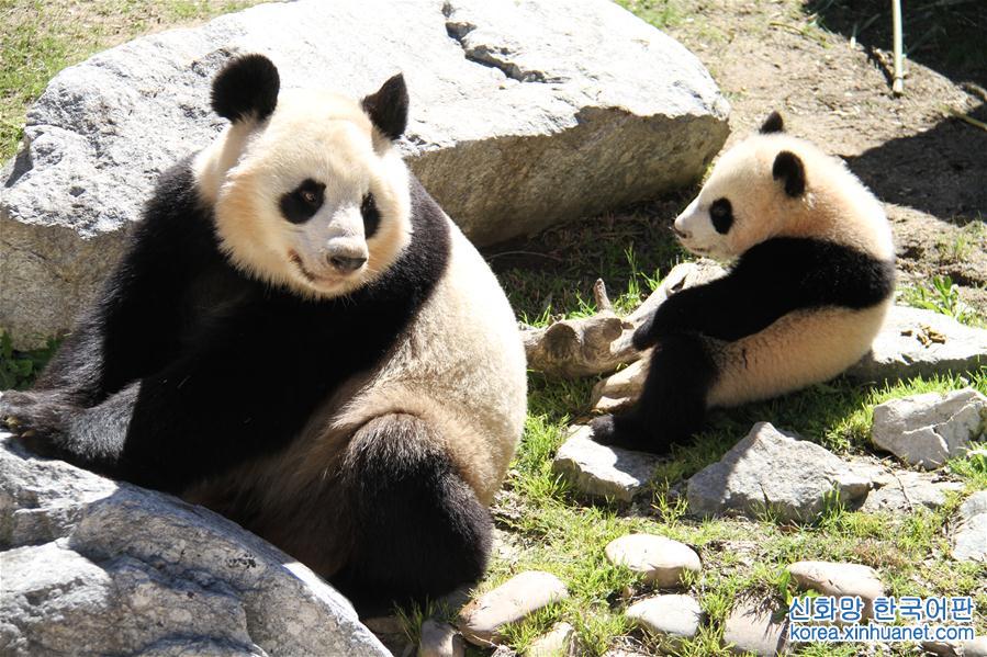 （国际）（4）马德里动物园的大熊猫“竹莉娜”首次与观众正式见面