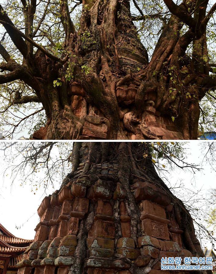 （社会）（5）云南景谷的“树包塔”和“塔包树”景观