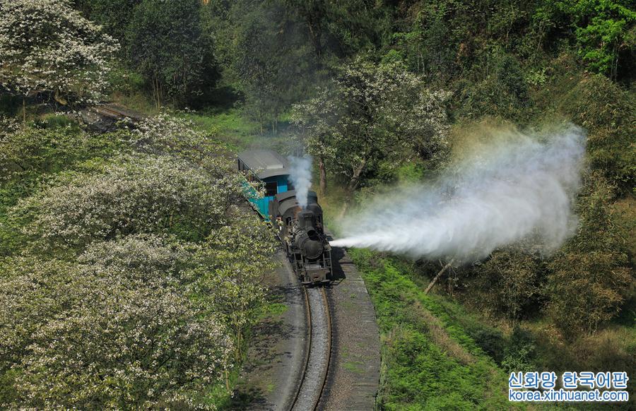 （美丽中国）（2）春天，小火车与桐子花有个约会