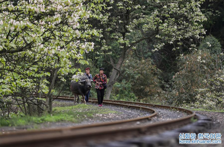 （美丽中国）（4）春天，小火车与桐子花有个约会