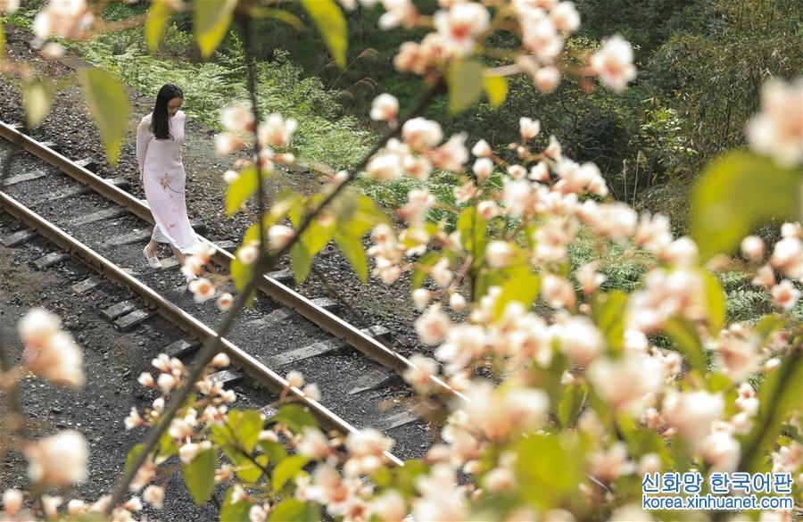 （美丽中国）（6）春天，小火车与桐子花有个约会