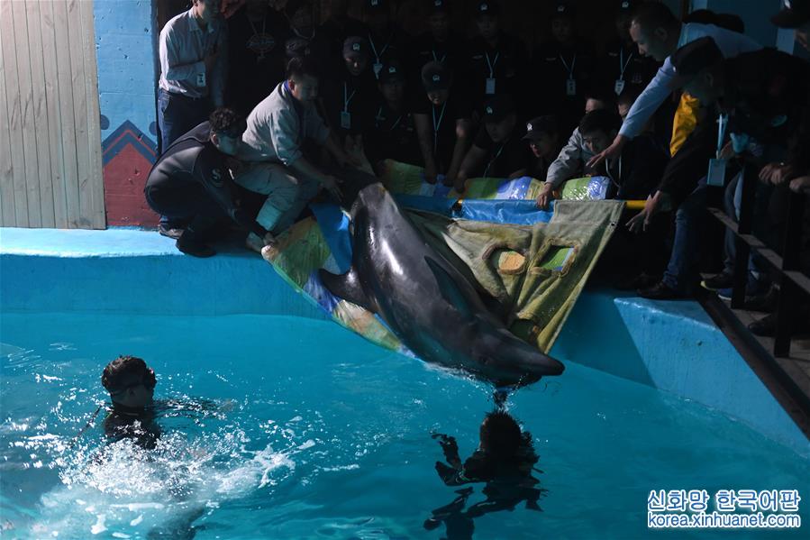 （社會）（2）兩頭寬吻海豚“定居”哈爾濱