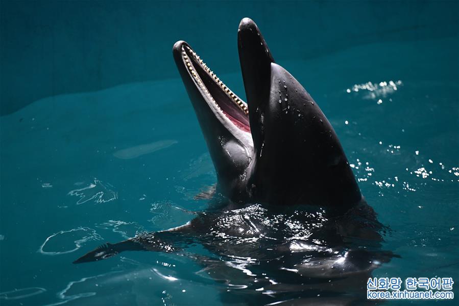 （社會）（1）兩頭寬吻海豚“定居”哈爾濱